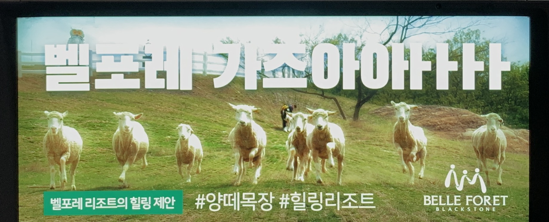 벨포레 양떼목장 방목 초원 실물
